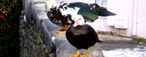 Muscovy Ducks, Millenium Green